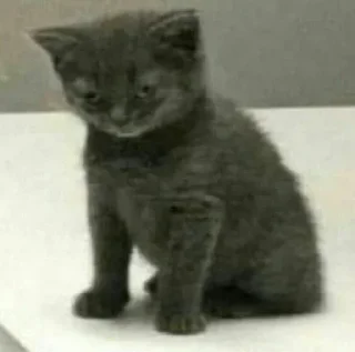 😾 emoji Стики ПИ Telegram sticker 7 of 18