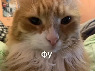 🤮 emoji кица епт Telegram sticker 13 of 17