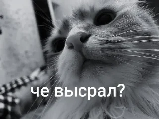 🤨 emoji кица епт Telegram sticker 5 of 17