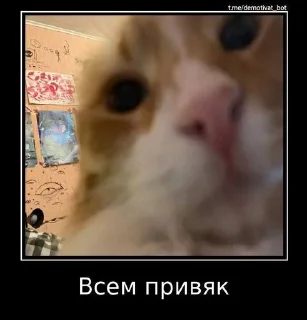 🤲 emoji кица епт Telegram sticker 15 of 17