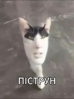 👽 emoji [1]смехуятина от @arbuz_krutoi Telegram sticker 5 of 120