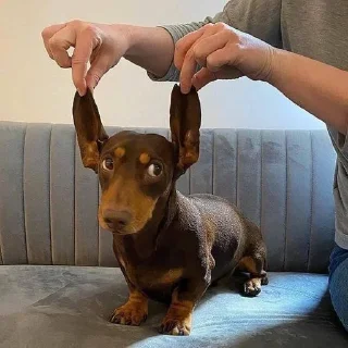 👂 emoji 💌🪩 приколюшники Telegram sticker 1 of 42