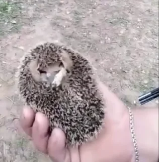 🦔 emoji Ежи жуют Telegram sticker 7 of 14