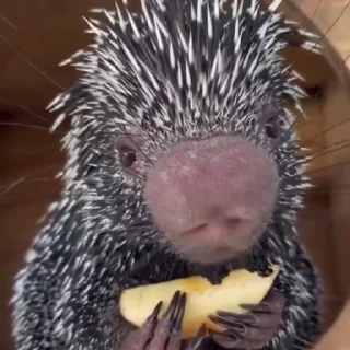 🦔 emoji Ежи жуют Telegram sticker 13 of 14