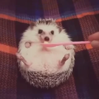 🦔 emoji Ежи жуют Telegram sticker 12 of 14