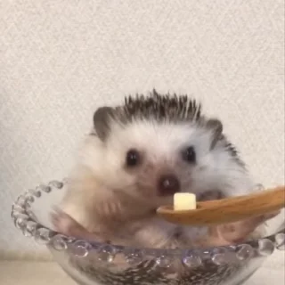🦔 emoji Ежи жуют Telegram sticker 11 of 14
