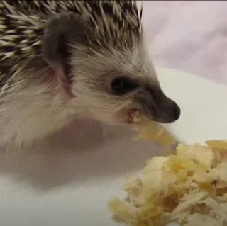 🦔 emoji Ежи жуют Telegram sticker 4 of 14