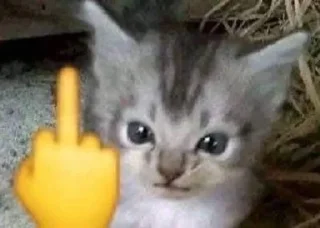 ⭐ emoji 🐈💞Cats💞🐈‍⬛ Telegram sticker 23 of 85