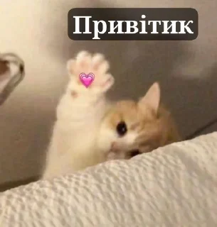 🌟 emoji Cats..💗 Telegram sticker 9 of 21