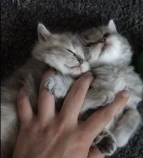 💗 emoji Кицёныши 2.0 Telegram sticker 17 of 31