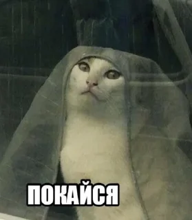 😇 emoji Лучшие стикеры в твоей жизни Telegram sticker 13 of 120