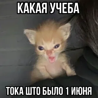 Sticker from Ну и конечно котикиииии @matvey357daf