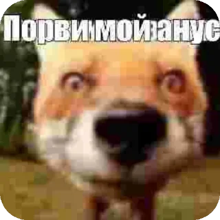 Sticker from Ичо