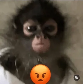 😡 emoji monkey 🐵 Telegram sticker 21 of 39