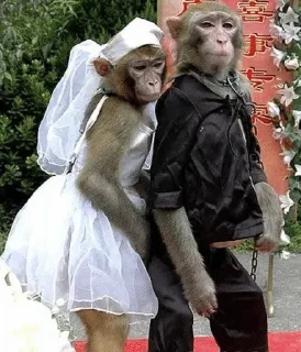 👰‍♀️ emoji monkey 🐵 Telegram sticker 23 of 39