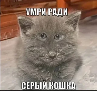 🌟 emoji Супер котики Telegram sticker 16 of 37