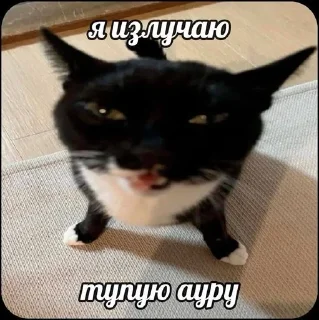 Sticker from Супер котики