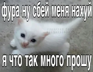 🌟 emoji Супер котики Telegram sticker 17 of 37