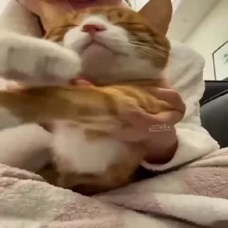 Sticker from pets