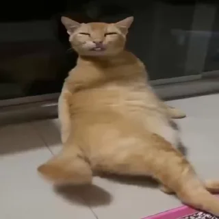 Sticker from pets
