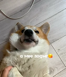 😘 emoji ЛЕОНИДДД Telegram sticker 15 of 41