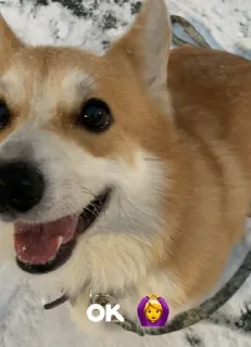 🙆 emoji ЛЕОНИДДД Telegram sticker 18 of 41