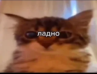 Sticker from чоч by @flopka