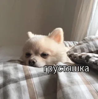 Sticker from бигль