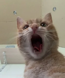 😱 emoji эля не лох Telegram sticker 11 of 18