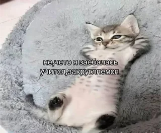 Sticker from мемкоты