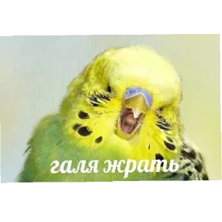 😄 emoji Я их сделал 3 Telegram sticker 3 of 60