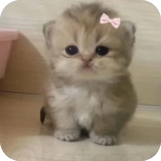 🐱 emoji ♡★~Polina_Полина~★♡ Telegram sticker 15 of 20