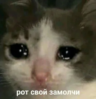 Sticker from Котики