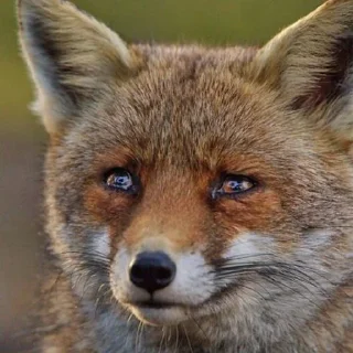 Sticker from sad fox