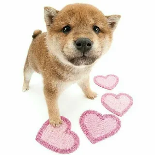 💕 emoji кьют тварини Telegram sticker 14 of 65