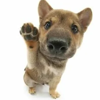 🐶 emoji кьют тварини Telegram sticker 23 of 65