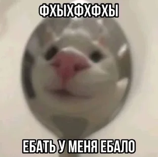 🤡 emoji КОТЕНКИ Telegram sticker 24 of 66