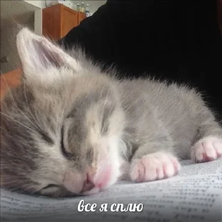 😴 emoji котя Telegram sticker 5 of 50