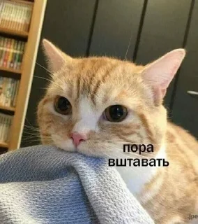 😼 emoji 🤍❤🤍🇺🇦 Telegram sticker 3 of 120