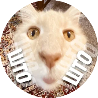 😕 emoji Емоційні тварини Telegram sticker 21 of 38