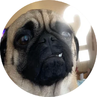 😐 emoji Емоційні тварини Telegram sticker 17 of 38