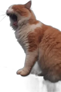 🌟 emoji мур Telegram sticker 18 of 36