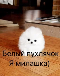 🌟 emoji Мой любимый Человек САШЕНЬКА🙃 Telegram sticker 9 of 42