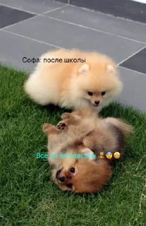 🌟 emoji Мой любимый Человек САШЕНЬКА🙃 Telegram sticker 13 of 42