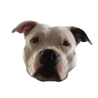 😇 emoji Hannah Telegram sticker 12 of 13