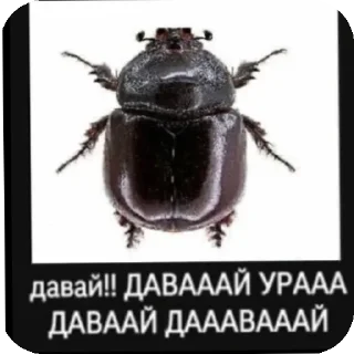 Sticker from Я сосу