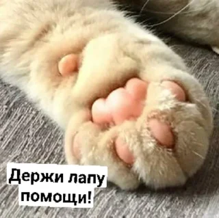 😉 emoji Стеша и другие VIP кошки Telegram sticker 21 of 52