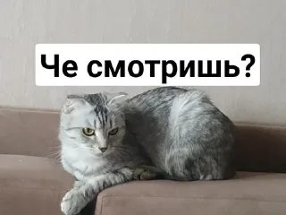 😒 emoji Стеша и другие VIP кошки Telegram sticker 5 of 52