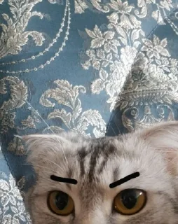 😠 emoji Стеша и другие VIP кошки Telegram sticker 20 of 52
