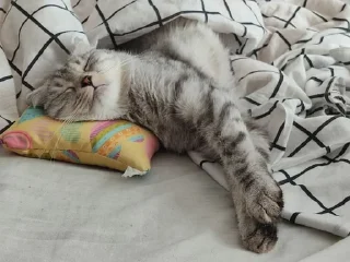😴 emoji Стеша и другие VIP кошки Telegram sticker 9 of 52